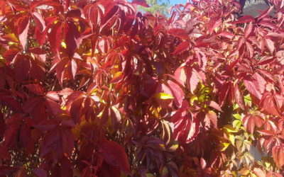 „Eins sein“ – Jahresprogramm 2026